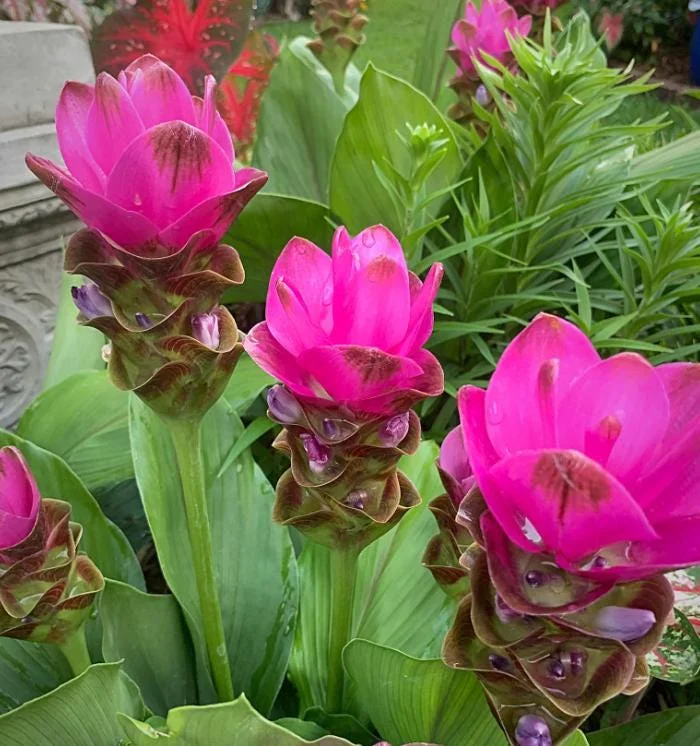 Curcuma Siam Shadow Live Plant – Purple Pink Tropical Ginger Flower 3-6" Tall - Image 3