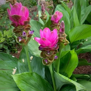 Curcuma Siam Shadow Live Plant – Purple Pink Tropical Ginger Flower 3-6