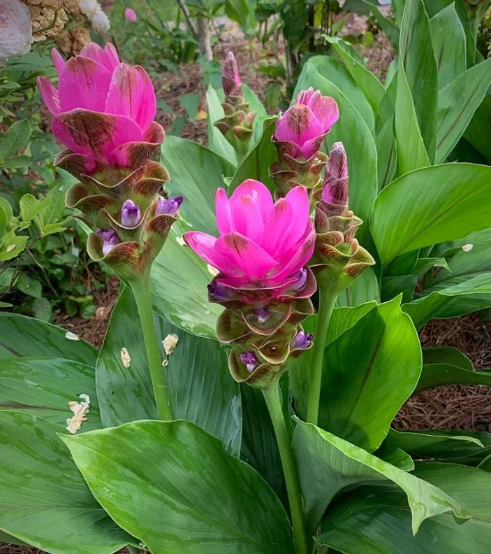 Curcuma Siam Shadow Live Plant – Purple Pink Tropical Ginger Flower 3-6" Tall - Image 4