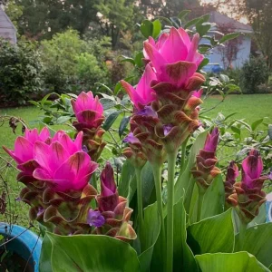 Curcuma Siam Shadow Live Plant – Purple Pink Tropical Ginger Flower 3-6