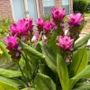 Curcuma Siam Shadow Live Plant – Purple Pink Tropical Ginger Flower 3-6" Tall - Image 1