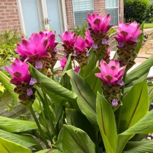 Curcuma Siam Shadow Live Plant – Purple Pink Tropical Ginger Flower 3-6" Tall - Image 1