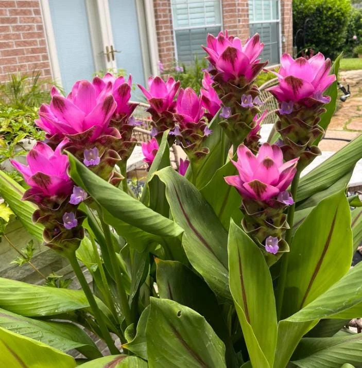 Curcuma Siam Shadow Live Plant – Purple Pink Tropical Ginger Flower 3-6" Tall - Image 1