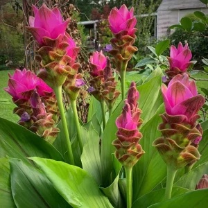 Curcuma Siam Shadow Live Plant – Purple Pink Tropical Ginger Flower 3-6