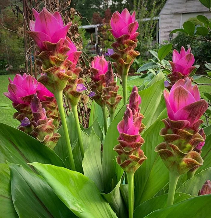 Curcuma Siam Shadow Live Plant – Purple Pink Tropical Ginger Flower 3-6" Tall - Image 6