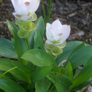 Curcuma Siam Sisco Live Plant - Tropical Ginger Flower Ornamental Curcuma - 3-6" Tall - Image 2