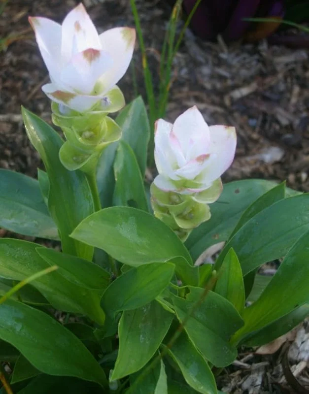 Curcuma Siam Sisco Live Plant - Tropical Ginger Flower Ornamental Curcuma - 3-6" Tall - Image 2