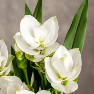 Curcuma Siam Sisco Live Plant - Tropical Ginger Flower Ornamental Curcuma - 3-6
