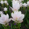 Curcuma Siam Sisco Live Plant - Tropical Ginger Flower Ornamental Curcuma - 3-6" Tall - Image 1