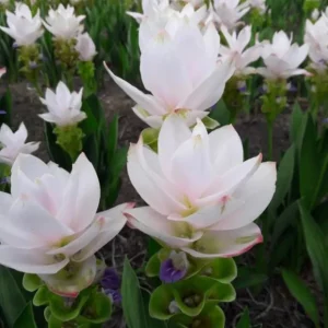 Curcuma Siam Sisco Live Plant - Tropical Ginger Flower Ornamental Curcuma - 3-6" Tall - Image 1
