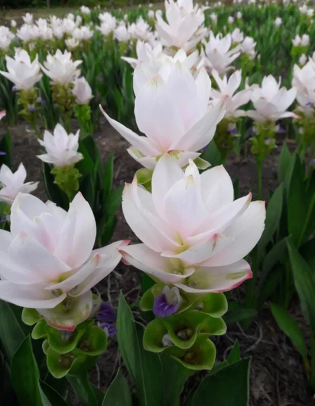 Curcuma Siam Sisco Live Plant - Tropical Ginger Flower Ornamental Curcuma - 3-6" Tall - Image 1