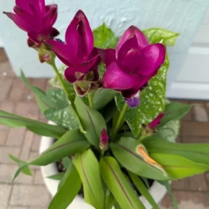 Curcuma Siam Skyline Live Plant - Tropical Ginger Flower - 3-6" Tall - Image 2