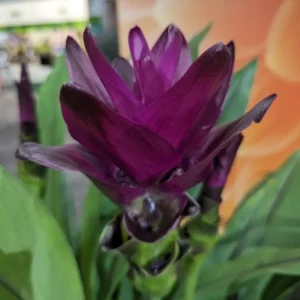 Curcuma Siam Skyline Live Plant - Tropical Ginger Flower - 3-6