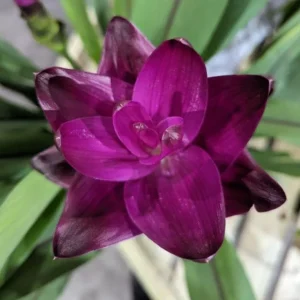 Curcuma Siam Skyline Live Plant - Tropical Ginger Flower - 3-6