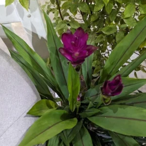 Curcuma Siam Skyline Live Plant - Tropical Ginger Flower - 3-6