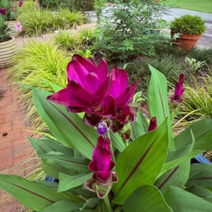 Curcuma Siam Skyline Live Plant - Tropical Ginger Flower - 3-6" Tall - Image 1