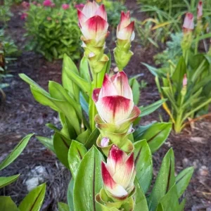 Curcuma Siam Solar Live Plant - 3-6" Tall - Tropical Ginger Flower - Image 2
