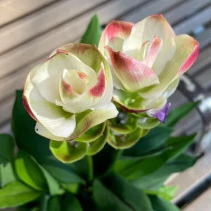 Curcuma Siam Solar Live Plant - 3-6