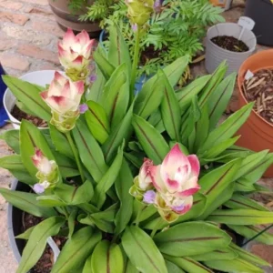 Curcuma Siam Solar Live Plant - 3-6