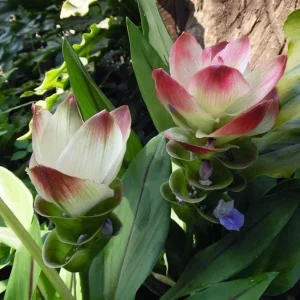 Curcuma Siam Solar Live Plant - 3-6