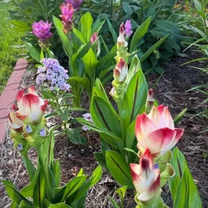 Curcuma Siam Solar Live Plant - 3-6