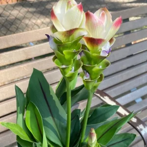 Curcuma Siam Solar Live Plant - 3-6" Tall - Tropical Ginger Flower - Image 1