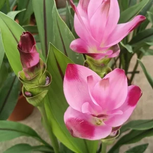Curcuma Siam Splash Live Plant - Tropical Ginger Flower - 3-6" Tall - Outdoor - Image 2
