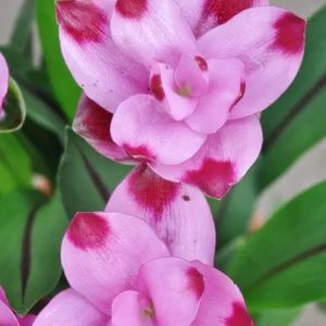 Curcuma Siam Splash Live Plant - Tropical Ginger Flower - 3-6