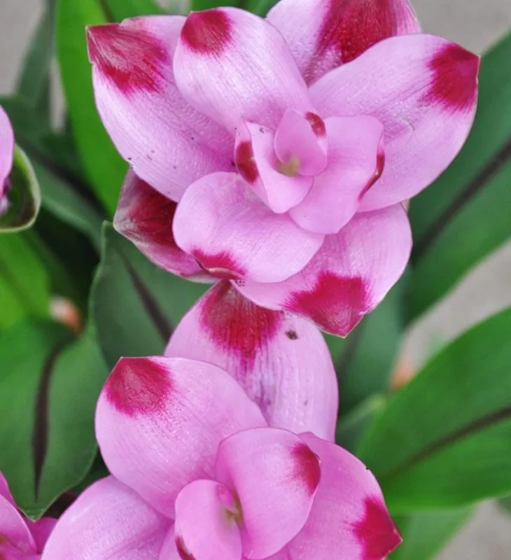 Curcuma Siam Splash Live Plant - Tropical Ginger Flower - 3-6" Tall - Outdoor - Image 3