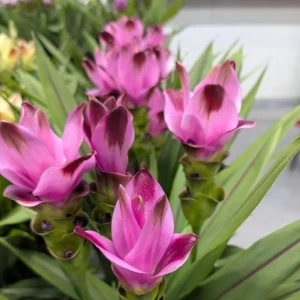 Curcuma Siam Splash Live Plant - Tropical Ginger Flower - 3-6