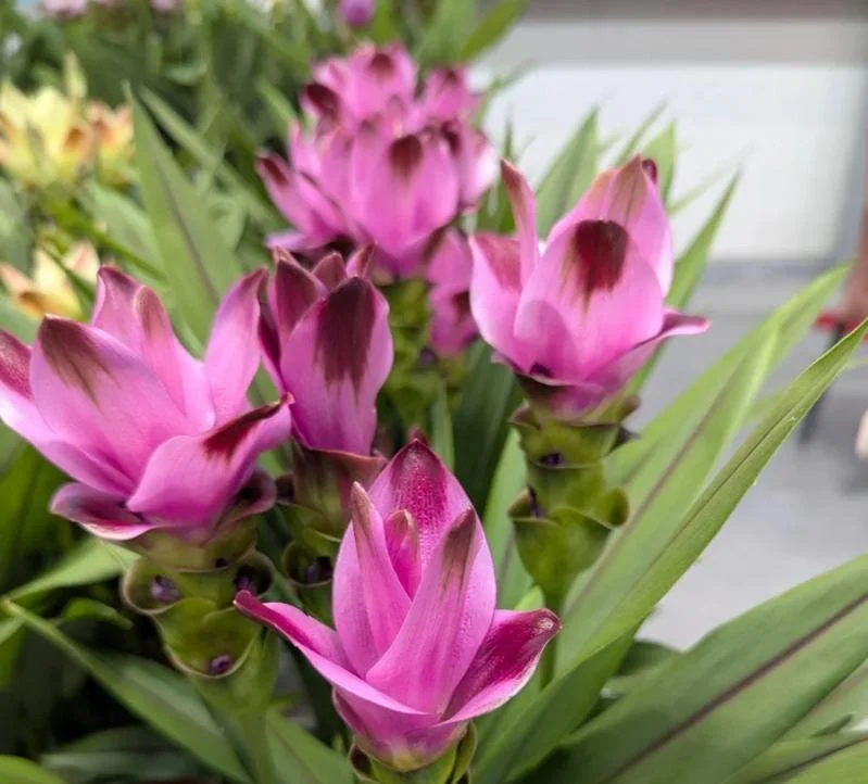 Curcuma Siam Splash Live Plant - Tropical Ginger Flower - 3-6" Tall - Outdoor - Image 4