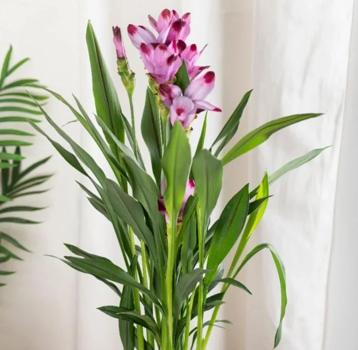 Curcuma Siam Splash Live Plant - Tropical Ginger Flower - 3-6" Tall - Outdoor - Image 5