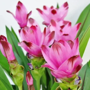 Curcuma Siam Splash Live Plant - Tropical Ginger Flower - 3-6