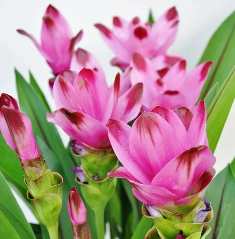 Curcuma Siam Splash Live Plant - Tropical Ginger Flower - 3-6" Tall - Outdoor - Image 6