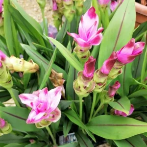 Curcuma Siam Splash Live Plant - Tropical Ginger Flower - 3-6