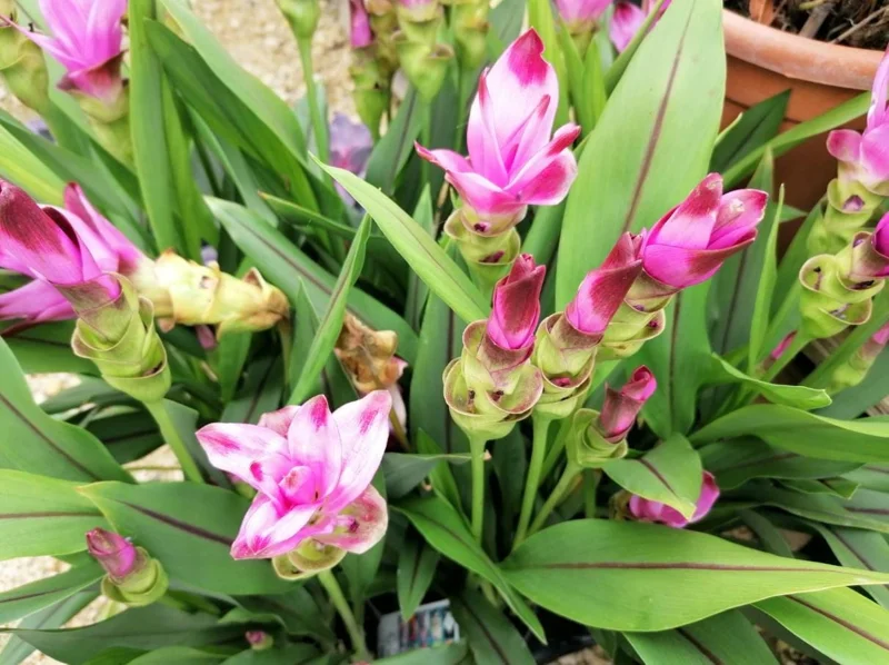 Curcuma Siam Splash Live Plant - Tropical Ginger Flower - 3-6" Tall - Outdoor - Image 7
