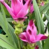 Curcuma Siam Splash Live Plant - Tropical Ginger Flower - 3-6" Tall - Outdoor - Image 1