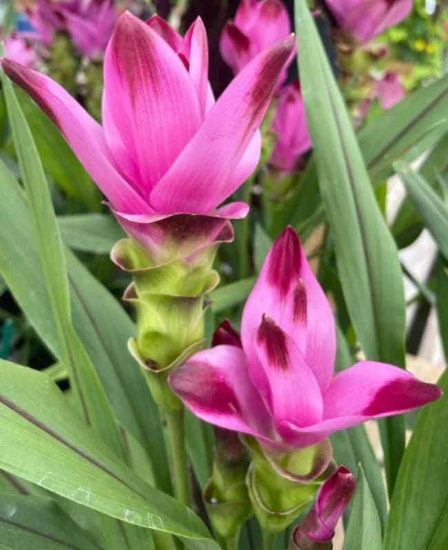 Curcuma Siam Splash Live Plant - Tropical Ginger Flower - 3-6" Tall - Outdoor - Image 1