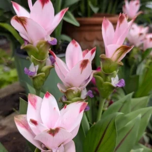Curcuma Siam Swing Live Plant - Tropical Ginger Flower - 3-6" Tall Ornamental Curcuma - Image 2