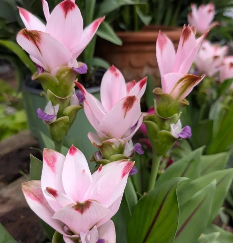 Curcuma Siam Swing Live Plant - Tropical Ginger Flower - 3-6" Tall Ornamental Curcuma - Image 2