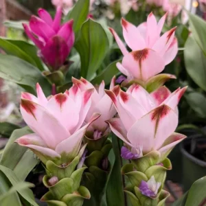 Curcuma Siam Swing Live Plant - Tropical Ginger Flower - 3-6