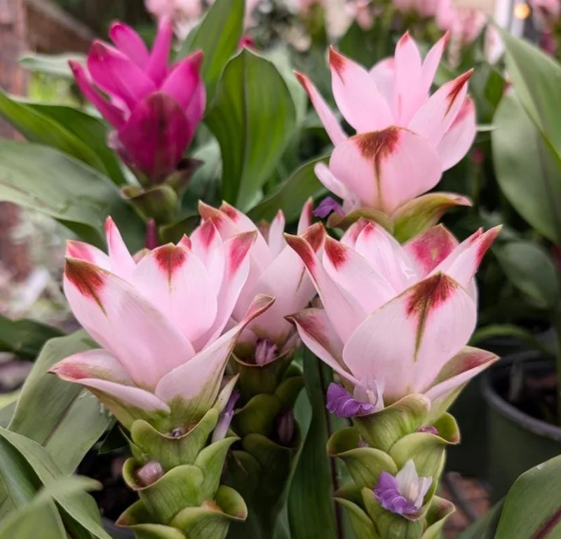 Curcuma Siam Swing Live Plant - Tropical Ginger Flower - 3-6" Tall Ornamental Curcuma - Image 3