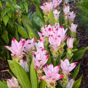 Curcuma Siam Swing Live Plant - Tropical Ginger Flower - 3-6