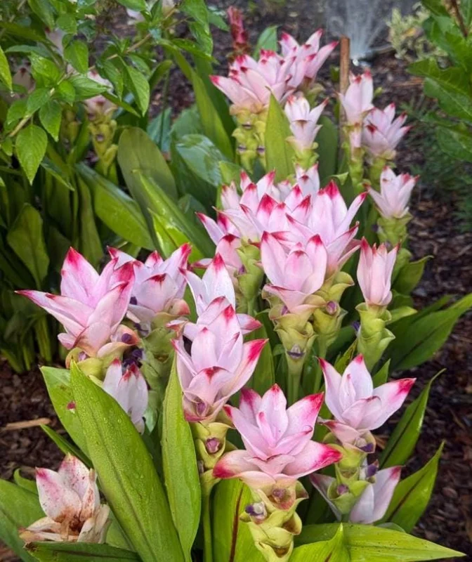 Curcuma Siam Swing Live Plant - Tropical Ginger Flower - 3-6" Tall Ornamental Curcuma - Image 4