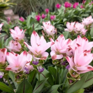 Curcuma Siam Swing Live Plant - Tropical Ginger Flower - 3-6