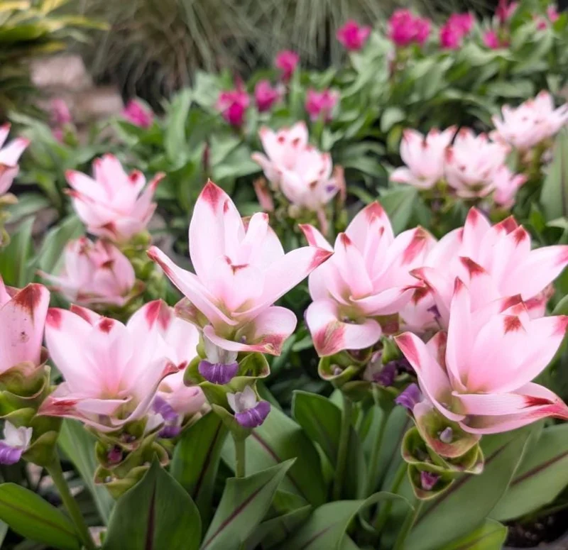 Curcuma Siam Swing Live Plant - Tropical Ginger Flower - 3-6" Tall Ornamental Curcuma - Image 5