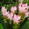 Curcuma Siam Swing Live Plant - Tropical Ginger Flower - 3-6" Tall Ornamental Curcuma - Image 1