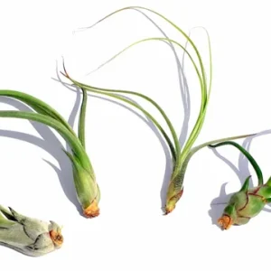 Curly Air Plant Mix – 5 Tillandsia Live Plants – Terrarium & Favors - Image 2