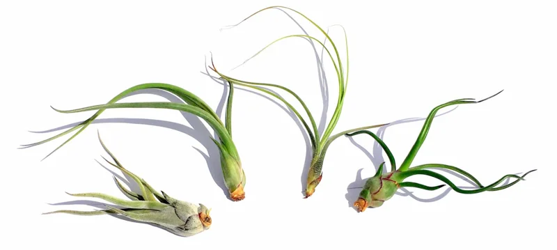 Curly Air Plant Mix – 5 Tillandsia Live Plants – Terrarium & Favors - Image 2
