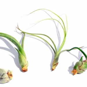 Curly Air Plant Mix – 5 Tillandsia Live Plants – Terrarium & Favors - Image 3